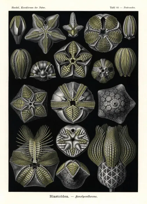 Gerahmter Druck : Blasziöden oder fossile ausgestorbene Echinodermen Gerahmter Druck : Blasziöden oder fossile ausgestorbene Echinodermen