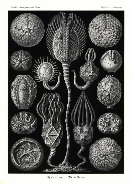 Gerahmter Druck : Ausgestorbene Echinodermen der Gattung Cystoidea Gerahmter Druck : Ausgestorbene Echinodermen der Gattung Cystoidea