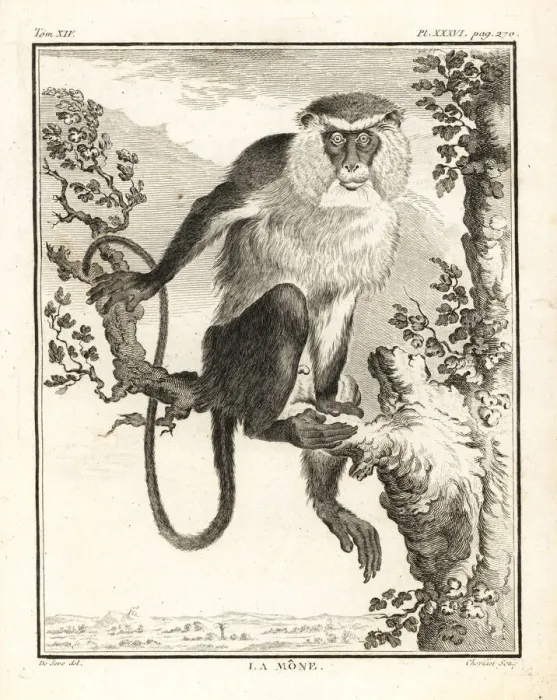 Gerahmter Druck : Mona Affenmönch, Cercopithecus mona Gerahmter Druck : Mona Affenmönch, Cercopithecus mona