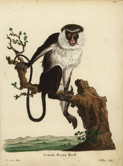 Gerahmter Druck : Moneke-Monkey, Cercopithecus mona