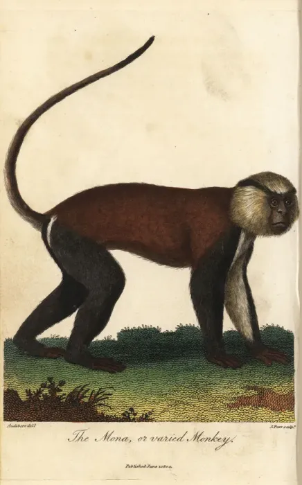 Gerahmter Druck : Mone oder vielfältiger Affe, Cercopithecus mona Gerahmter Druck : Mone oder vielfältiger Affe, Cercopithecus mona