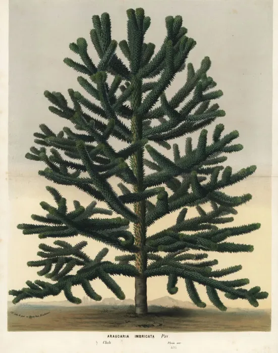 Gerahmter Druck : Bambusbaum aus Südamerika, Araucaria araucana ist vom Aussterben bedroht Gerahmter Druck : Bambusbaum aus Südamerika, Araucaria araucana ist vom Aussterben bedroht