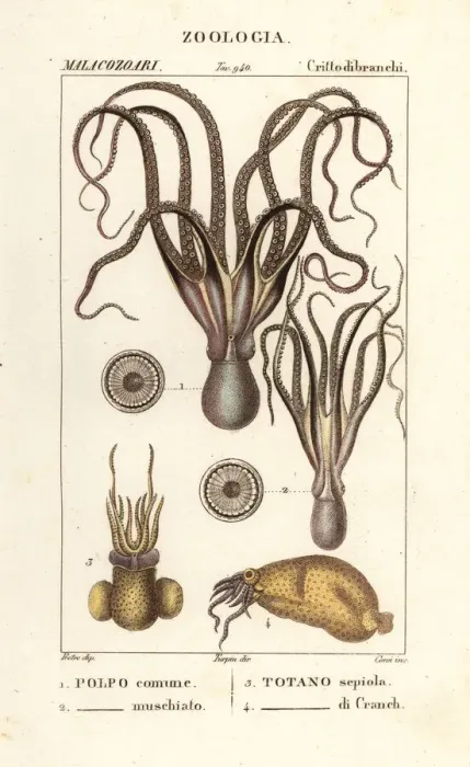 Gerahmter Druck : Oktopus- und Kalmararten Gerahmter Druck : Oktopus- und Kalmararten