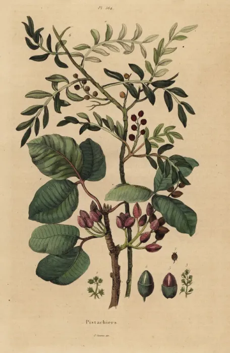 Gerahmter Druck : Kernapfelbaum, Pistacia vera Gerahmter Druck : Kernapfelbaum, Pistacia vera