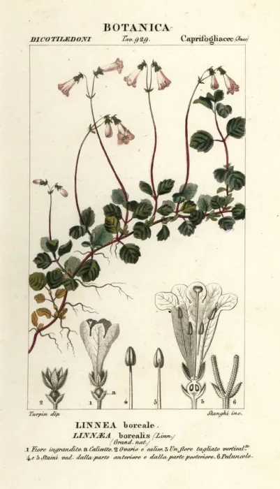 Gerahmter Druck : Zwillingblume, Linnaea borealis Gerahmter Druck : Zwillingblume, Linnaea borealis