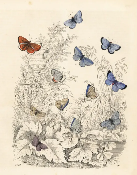 Gerahmter Druck : Farben der blauen Schmetterlinge