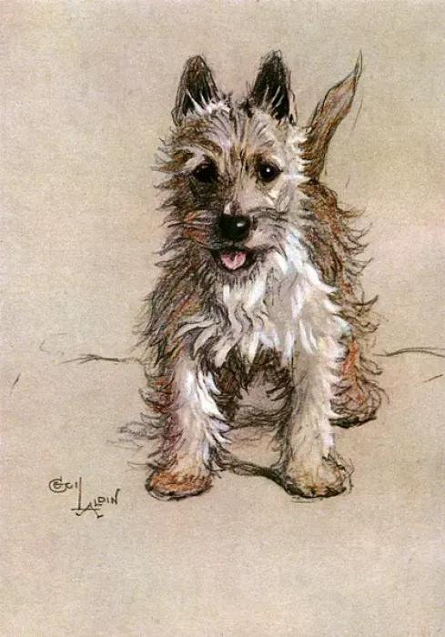 Gerahmter Druck : Norwichter Terrier Gerahmter Druck : Norwichter Terrier