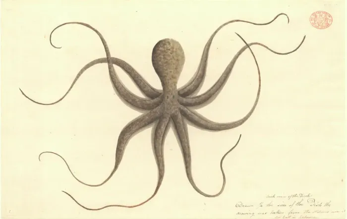 Gerahmter Druck : Octopus. Wasserfarben 401 von dem Port Jackson Maler aus der Watling-Sammlung Gerahmter Druck : Octopus. Wasserfarben 401 von dem Port Jackson Maler aus der Watling-Sammlung