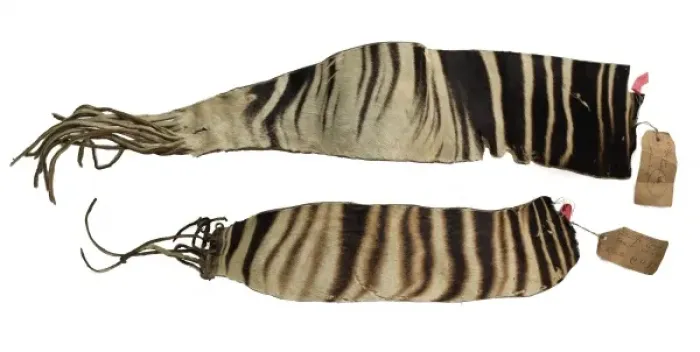 Gerahmter Druck : Okapia johnstoni Okapi Gerahmter Druck : Okapia johnstoni Okapi
