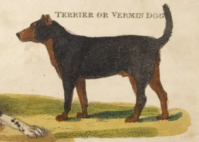 Gerahmter Druck : Alter Bullenpinscher Gerahmter Druck : Alter Bullenpinscher