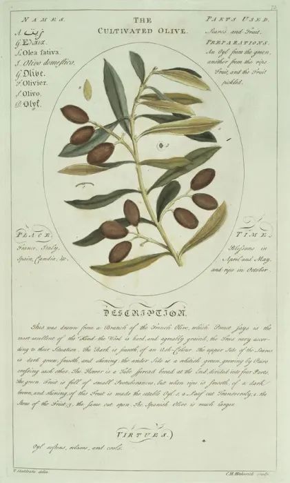 Gerahmter Druck : Eicheartspflanze Olivenbaum