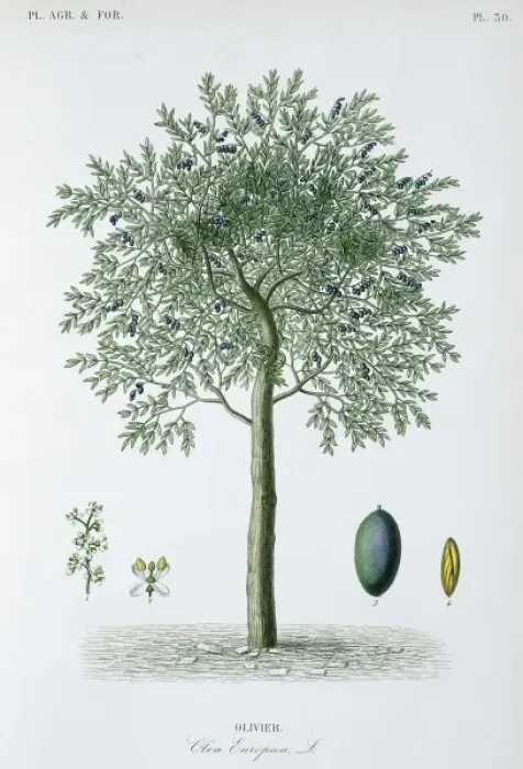 Gerahmter Druck : Olivier, Olivenbaum