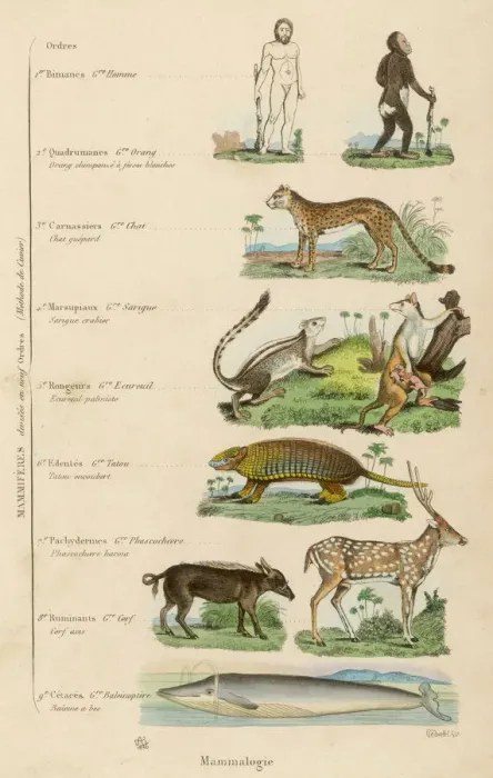 Gerahmter Druck : Befehle der Säugetiere Gerahmter Druck : Befehle der Säugetiere