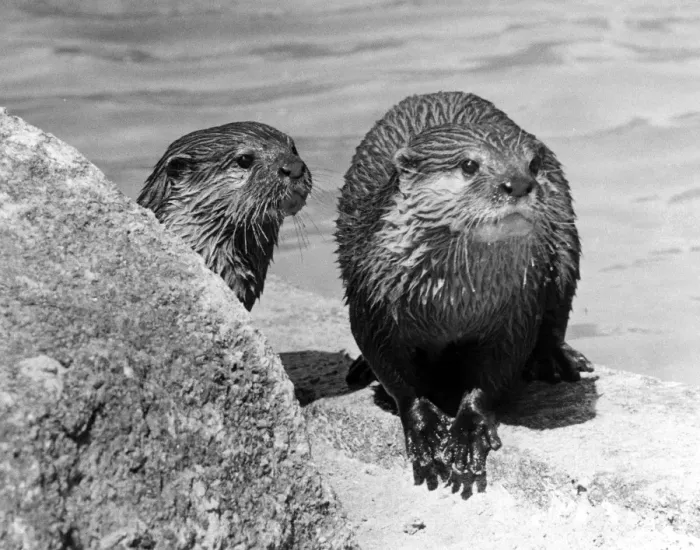 Gerahmter Druck : Zwei Otterkäfer
