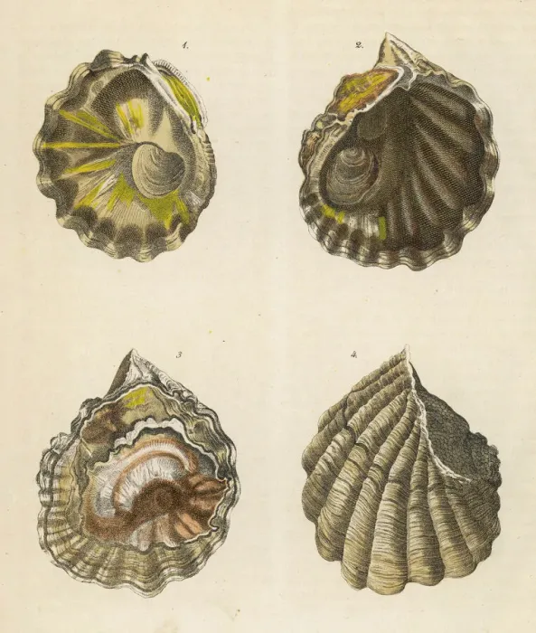 Gerahmter Druck : Vier Muschelnägel Gerahmter Druck : Vier Muschelnägel