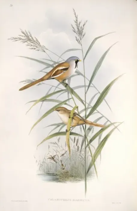 Gerahmter Druck : Panurus biarmicus, Bartvogel Gerahmter Druck : Panurus biarmicus, Bartvogel