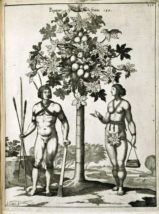 Gerahmter Druck : Zitrusbaum Gerahmter Druck : Zitrusbaum