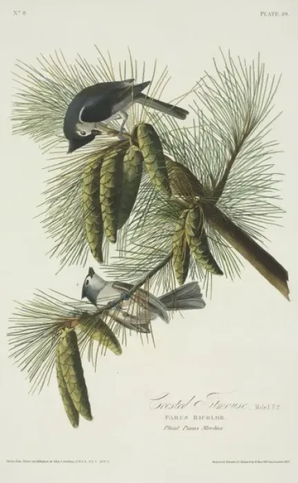 Gerahmter Druck : Grünfuchsmaus Gerahmter Druck : Grünfuchsmaus