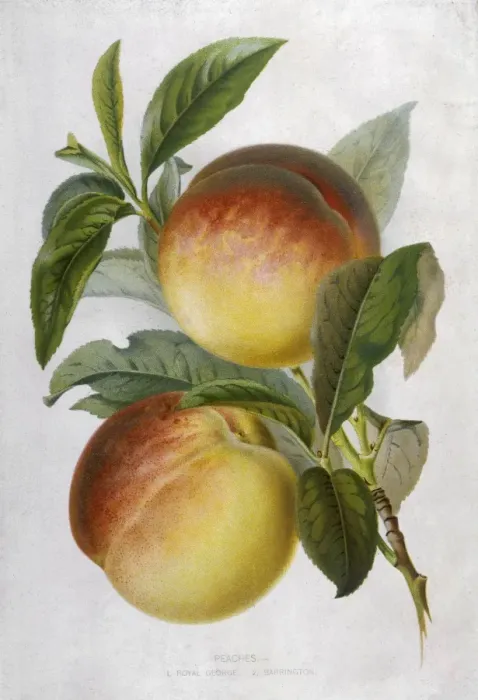 Gerahmter Druck : Kirschblume: König Georg Gerahmter Druck : Kirschblume: König Georg
