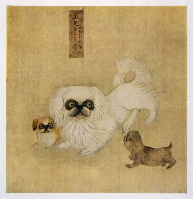 Gerahmter Druck : Chinesischer Pekinghund Gerahmter Druck : Chinesischer Pekinghund