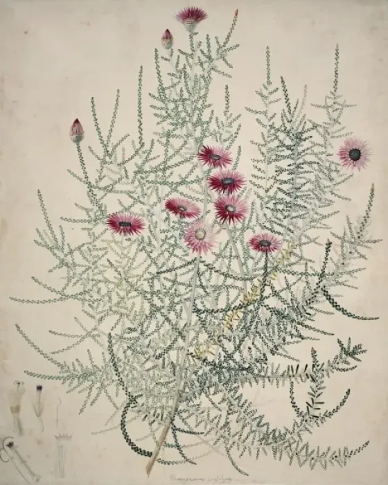 Gerahmter Druck : Phaeonoma prolifera, ewiglich Gerahmter Druck : Phaeonoma prolifera, ewiglich