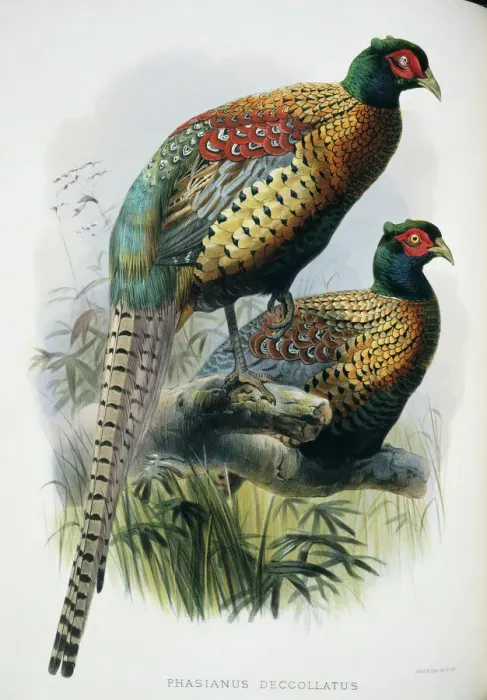 Gerahmter Druck : Colchis-Pheasant ohne Halsring Gerahmter Druck : Colchis-Pheasant ohne Halsring