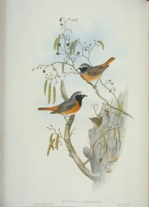 Gerahmter Druck : Phoenicurus phoenicurus, Rotkehlchen Gerahmter Druck : Phoenicurus phoenicurus, Rotkehlchen