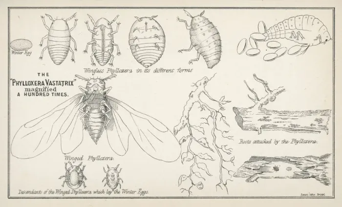 Gerahmter Druck : Phylloxerus vastator Gerahmter Druck : Phylloxerus vastator