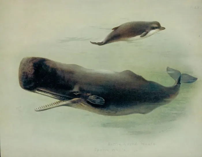 Gerahmter Druck : Hyperoodon ampullatus und Physeter catodon Gerahmter Druck : Hyperoodon ampullatus und Physeter catodon