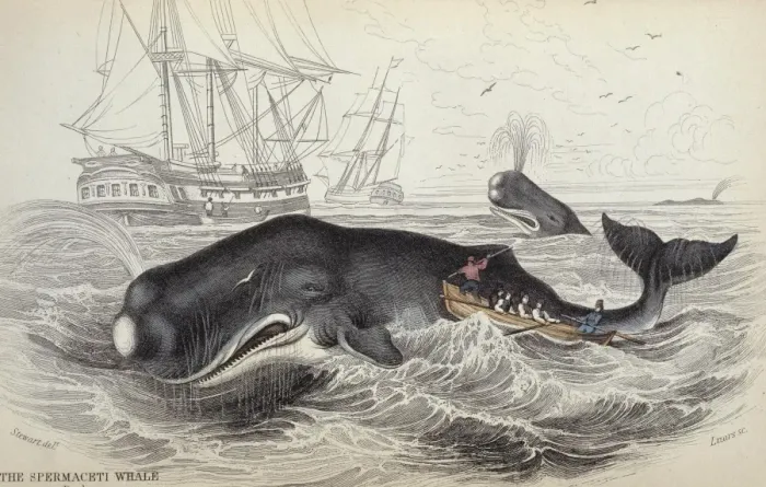 Gerahmter Druck : Stierwalen (Physeter catodon)