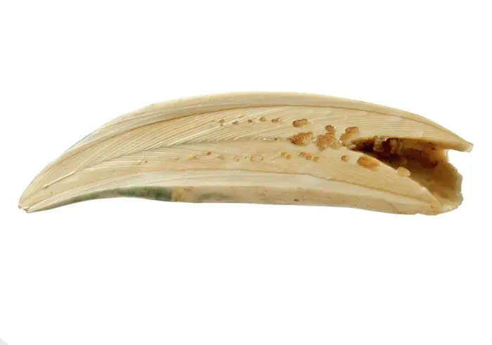 Gerahmter Druck : Physeter macrocephalus, Schwanzzahn des Wale Gerahmter Druck : Physeter macrocephalus, Schwanzzahn des Wale