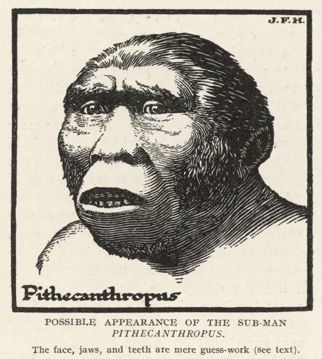 Gerahmter Druck : Erectheanthropus Pithecanier Gerahmter Druck : Erectheanthropus Pithecanier