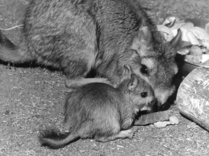 Gerahmter Druck : Viskachasen-Ebenen Gerahmter Druck : Viskachasen-Ebenen