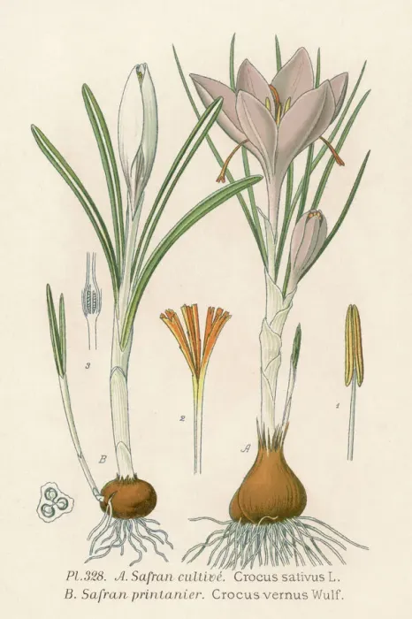 Gerahmter Druck : Pflanzen / Knoblauchkräuter Gerahmter Druck : Pflanzen / Knoblauchkräuter