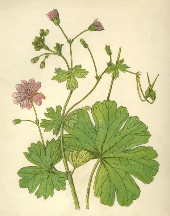 Gerahmter Druck : Pflanzen / Geranium molle Gerahmter Druck : Pflanzen / Geranium molle