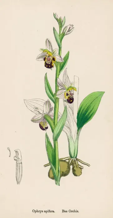 Gerahmter Druck : Pflanzen / Ophrys Apifera Gerahmter Druck : Pflanzen / Ophrys Apifera