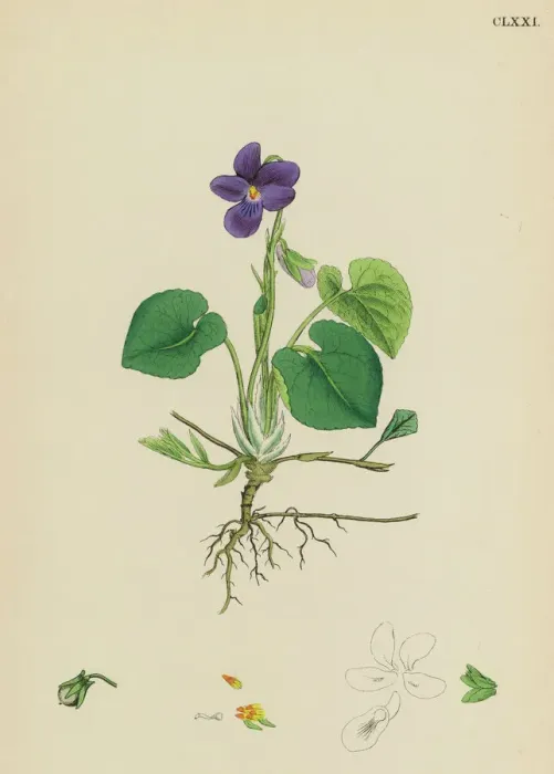 Gerahmter Druck : Blumen / Viola odorata Gerahmter Druck : Blumen / Viola odorata