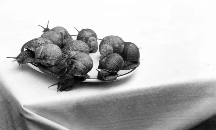 Gerahmter Druck : Ein Teller mit Schnecken Gerahmter Druck : Ein Teller mit Schnecken