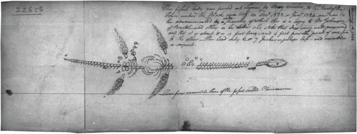 Gerahmter Druck : Plesiosaurskizze Gerahmter Druck : Plesiosaurskizze
