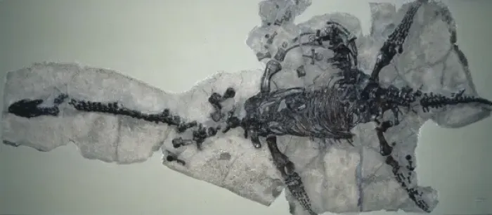 Gerahmter Druck : Plesiosaurus dolichodeirus Skelett Gerahmter Druck : Plesiosaurus dolichodeirus Skelett