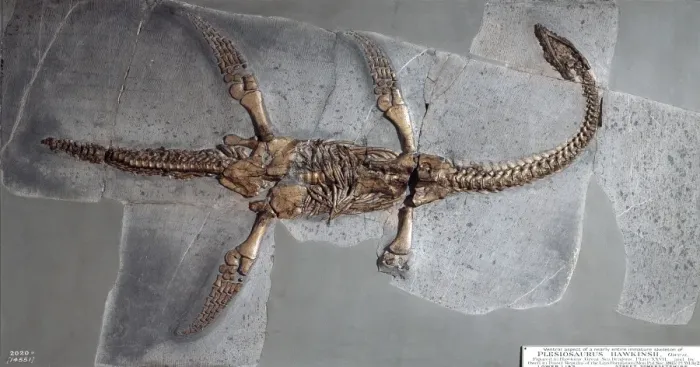 Gerahmter Druck : Plesiosaurus hawkinsii Gerahmter Druck : Plesiosaurus hawkinsii