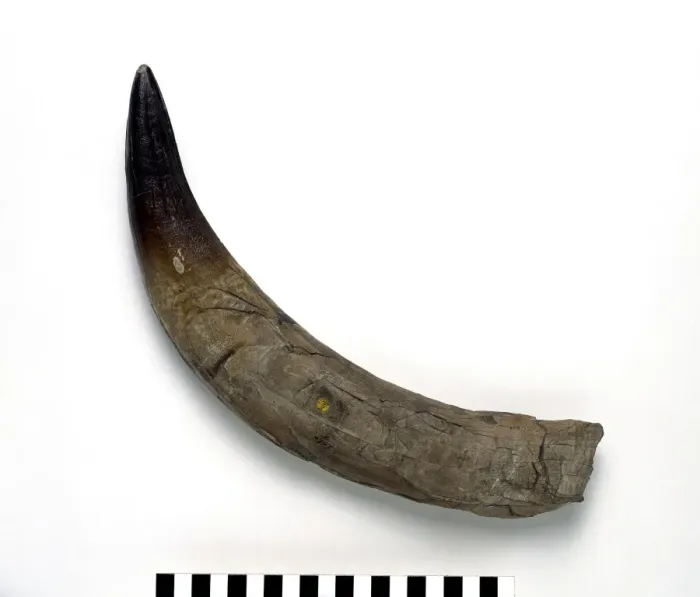 Gerahmter Druck : Pliosaur ferox Zahn Gerahmter Druck : Pliosaur ferox Zahn