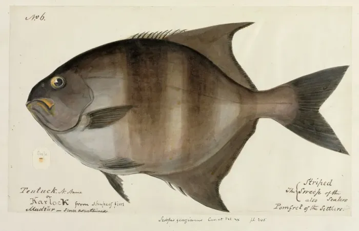 Gerahmter Druck : Fischmünzeillustration Gerahmter Druck : Fischmünzeillustration