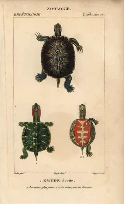 Gerahmter Druck : Sumpfschwanz-Schildkröte, Trachemys scripta Gerahmter Druck : Sumpfschwanz-Schildkröte, Trachemys scripta
