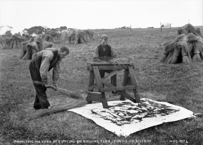 Gerahmter Druck : Primärer Methode der Wellenbewegung oder Quirlfaserflax, County von Toome, Co. Antritt Gerahmter Druck : Primärer Methode der Wellenbewegung oder Quirlfaserflax, County von Toome, Co. Antritt