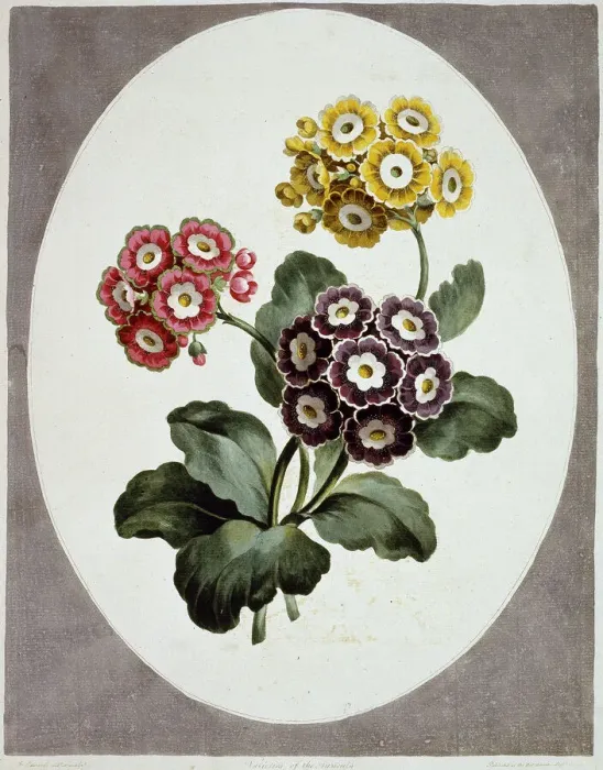 Gerahmter Druck : Auriculaprimelze Gerahmter Druck : Auriculaprimelze