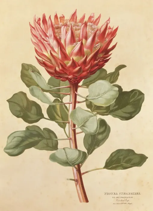 Gerahmter Druck : King Protea (Protea cynaroides)