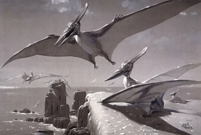 Gerahmter Druck : Pteranodon Gerahmter Druck : Pteranodon