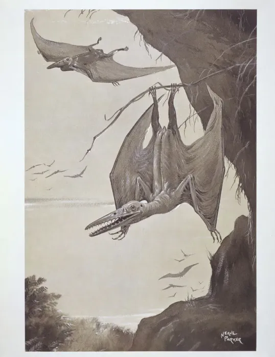 Gerahmter Druck : Pterodactyl Gerahmter Druck : Pterodactyl