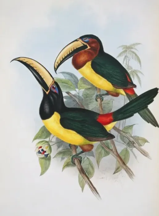 Gerahmter Druck : Pteroglossus inscriptus humboldti, Buchstaben-Aracarí Gerahmter Druck : Pteroglossus inscriptus humboldti, Buchstaben-Aracarí